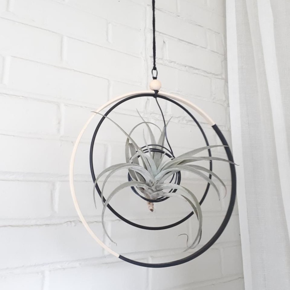 Aerial Plant Suspension